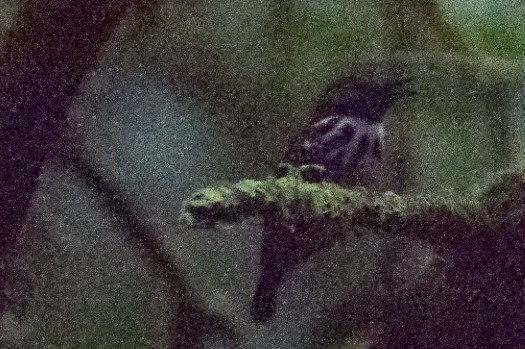 Spot-backed Antbird at Rio Bigal
